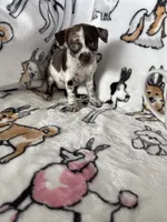 processed/36eba547-d7bc-498c-9ecf-4860a58d7228/listing/c293373c-14a8-4e06-b7cf-357a0a1bd6cd/a0900c96-c677-4662-9631-71b1b2ce8914