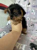 Taro, a male Yorkshire Terrier for sale in Fort Myers, FL – 2 of 5