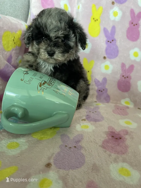 Weston – Poodle - Toy  puppy for sale in Fort Myers, FL