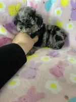 Weston, a male Poodle - Toy  for sale in Fort Myers, FL – Photo 7 of 8