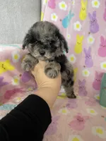 Weston, a male Poodle - Toy  for sale in Fort Myers, FL – Photo 4 of 8