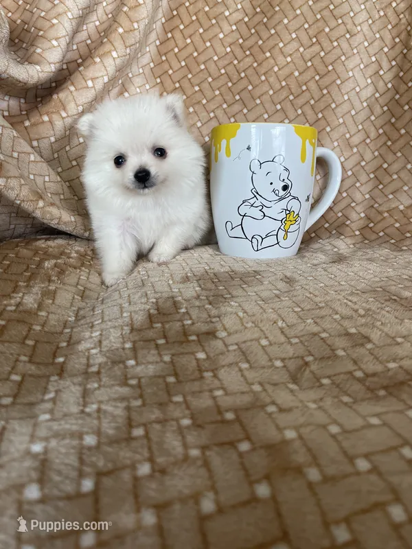 Micro Potato – Pomeranian puppy for sale in Fort Myers, FL