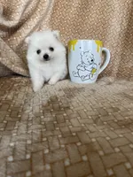 Micro Potato, a male Pomeranian for sale in Fort Myers, FL – 1 of 8