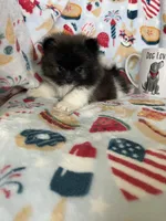 Tcup Milo, a male Pomeranian for sale in Fort Myers, FL – 5 of 9