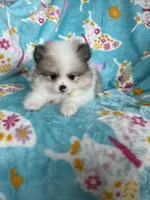 Stanley, a male Pomeranian for sale in Fort Myers, FL – 4 of 8