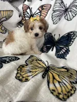 Sienna, a female Maltipoo for sale in Fort Myers, FL – 2 of 6