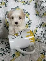 Romeo, a male Maltese for sale in Fort Myers, FL – 5 of 8
