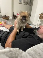 Trooper, a male Pomeranian for sale in Fort Myers, FL – 5 of 5