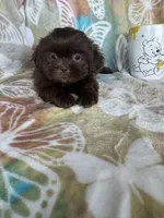 Hershey , a male Shih Tzu for sale in Fort Myers, FL – 5 of 7