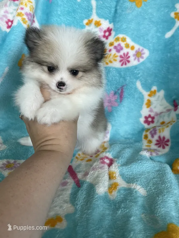 Stanley – Pomeranian puppy for sale in Fort Myers, FL