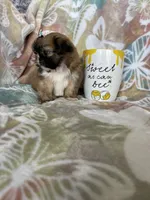 Tiny Cocoa, a female Shih Tzu for sale in Fort Myers, FL – 3 of 10