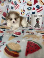 Stella, a female Pomeranian for sale in Fort Myers, FL – 3 of 8