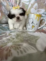 Nutella, a male Shih Tzu for sale in Fort Myers, FL – 8 of 10