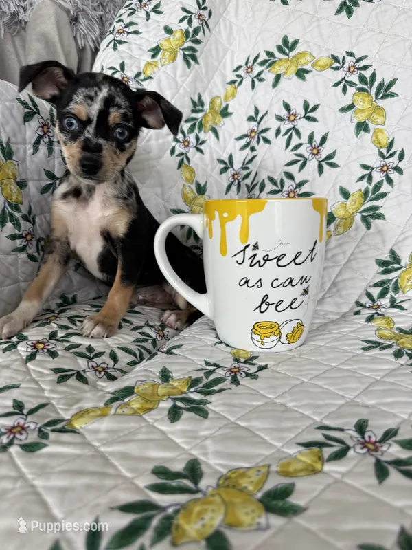 Rio – Chihuahua puppy for sale in Fort Myers, FL