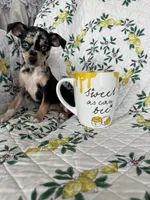 Rio, a male Chihuahua for sale in Fort Myers, FL – 1 of 3