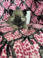 Mocha, a female Pomeranian for sale in Fort Myers, FL – 4 of 7