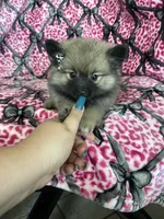 Mocha, a female Pomeranian for sale in Fort Myers, FL – 2 of 7