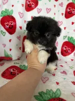 Nash, a male Pomapoo for sale in Fort Myers, FL – Photo 4 of 7