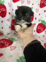 Nash, a male Pomapoo for sale in Fort Myers, FL – Photo 7 of 7