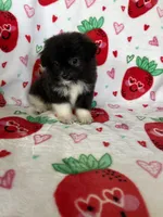 Nash, a male Pomapoo for sale in Fort Myers, FL – Photo 5 of 7