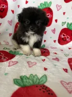 Nash, a male Pomapoo for sale in Fort Myers, FL – Photo 2 of 7