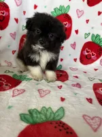 Nash, a male Pomapoo for sale in Fort Myers, FL – Photo 6 of 7
