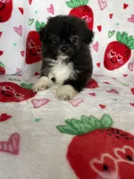 Nash, a male Pomapoo for sale in Fort Myers, FL – Photo 3 of 7