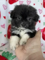 Nash, a male Pomapoo for sale in Fort Myers, FL – Photo 1 of 7