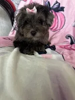 Harlee, a female Poodle - Miniature  for sale in Fort Myers, FL – 5 of 9