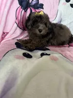 Jewels, a female Poodle - Miniature  for sale in Fort Myers, FL – 10 of 10