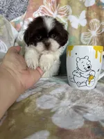 Twix, a male Shih Tzu for sale in Fort Myers, FL – 4 of 8