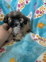 Teddy, a male Maltipoo for sale in Fort Myers, FL – 7 of 10