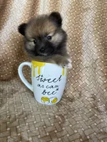 Pecan, a male Pomeranian for sale in Fort Myers, FL – 7 of 7