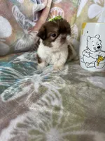 Micro Tootsie Roll, a female Shih Tzu for sale in Fort Myers, FL – 5 of 9