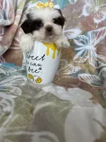 Nutella, a male Shih Tzu for sale in Fort Myers, FL – 7 of 10