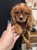 Prosciutto , a male Cavalier King Charles Spaniel for sale in Fort Myers, FL – 8 of 9