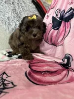 Jewels, a female Poodle - Miniature  for sale in Fort Myers, FL – 7 of 10
