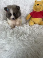 Mai tai, a female Pomeranian for sale in Fort Myers, FL – 5 of 7