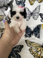 Sadie, a female Maltipoo for sale in Fort Myers, FL – 2 of 6