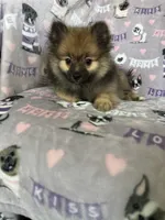 Benny, a male Pomeranian for sale in Fort Myers, FL – 2 of 8