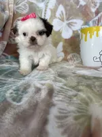 Godiva, a female Shih Tzu for sale in Fort Myers, FL – 5 of 7