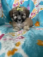 Journey , a female Maltipoo for sale in Fort Myers, FL – 7 of 7