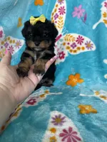 Aurora, a female Miniature Aussiedoodle for sale in Fort Myers, FL – Photo 2 of 6