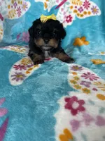 Aurora, a female Miniature Aussiedoodle for sale in Fort Myers, FL – Photo 1 of 6
