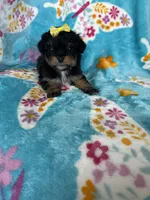 Aurora, a female Miniature Aussiedoodle for sale in Fort Myers, FL – Photo 3 of 6