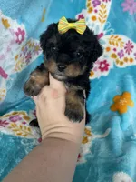 Aurora, a female Miniature Aussiedoodle for sale in Fort Myers, FL – Photo 6 of 6