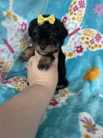 Aurora, a female Miniature Aussiedoodle for sale in Fort Myers, FL – Photo 5 of 6