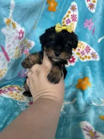 Aurora, a female Miniature Aussiedoodle for sale in Fort Myers, FL – Photo 4 of 6