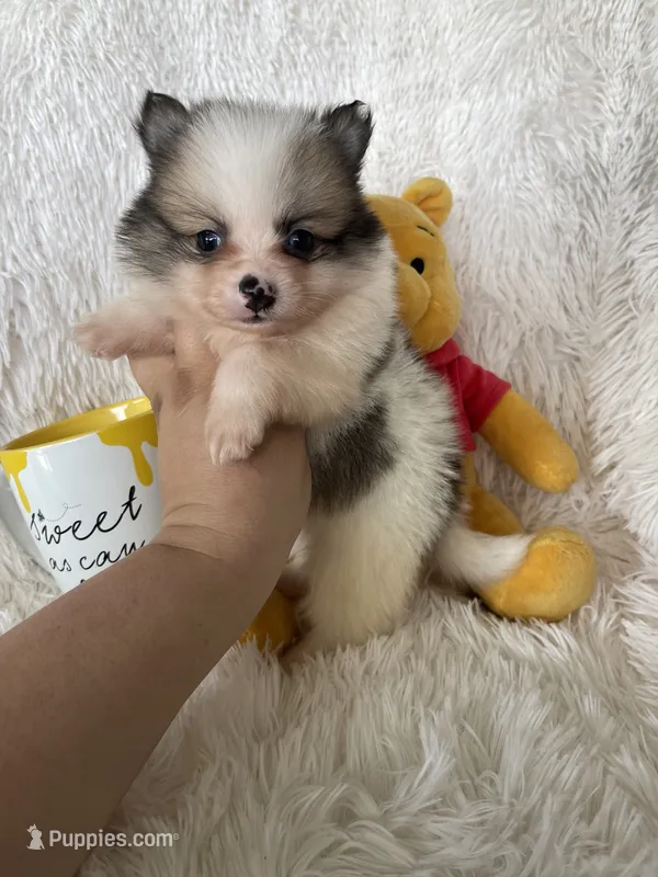 Martini – Pomeranian puppy for sale in Fort Myers, FL