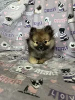 Teddy, a male Pomeranian for sale in Fort Myers, FL – 7 of 8